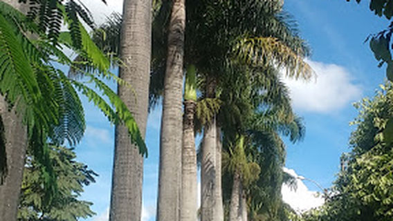 Praça das Palmeiras