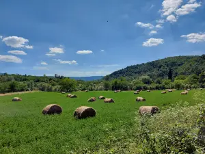 Punte suspendata