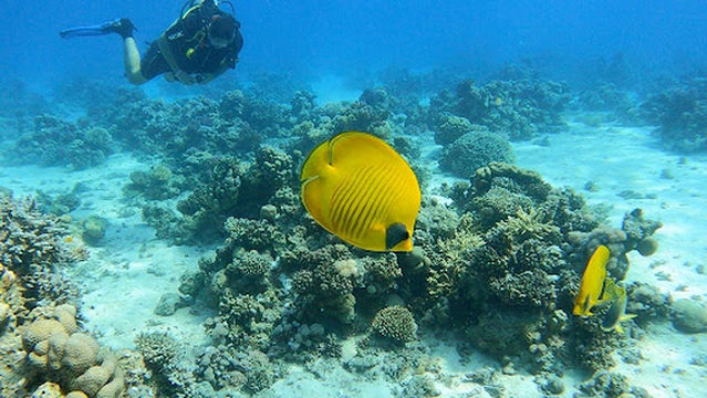 Egypt International Diving Centre