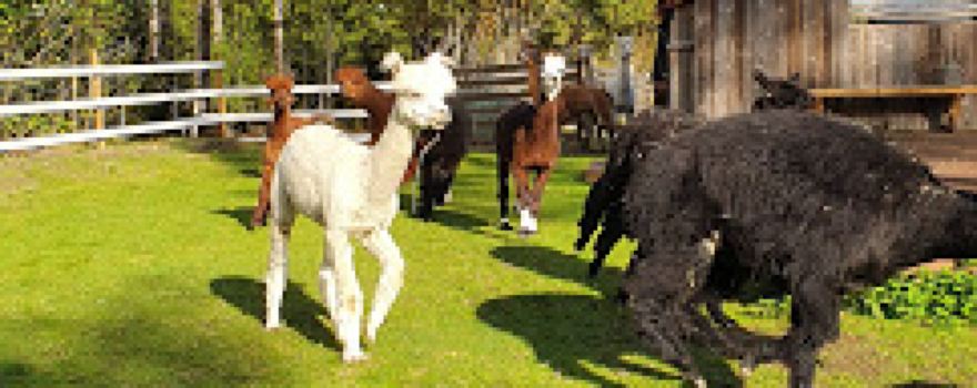 Rockwood Alpacas