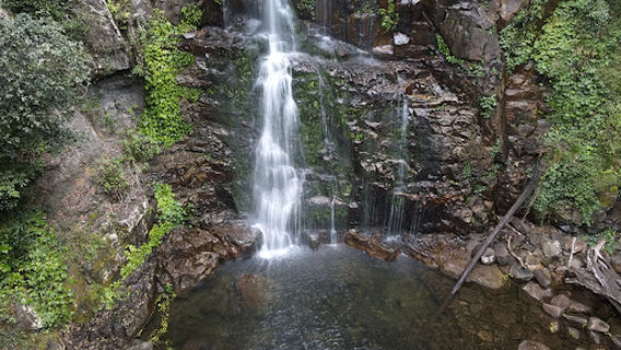 Lyrebird loop walk