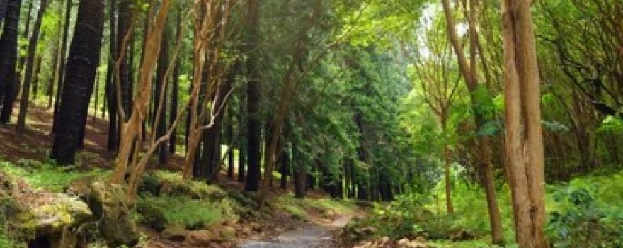The Lion Jim Sinclair Memorial Forest