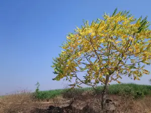 ShriRam Lawns