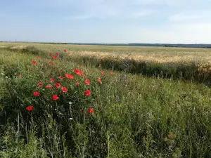 Oltet