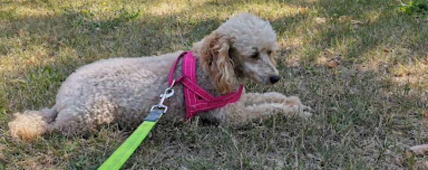 Parco Mischi