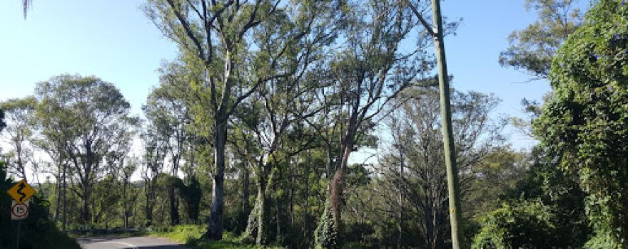Bellbird Walking Track