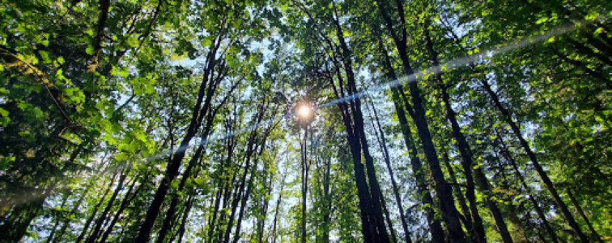 Pine Point Recreation Site