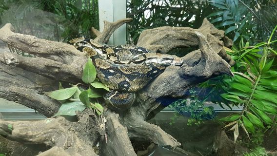Croco Cun Zoo