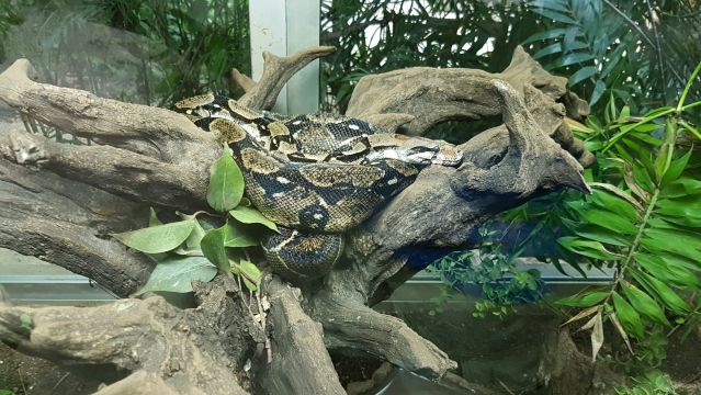 Croco Cun Zoo