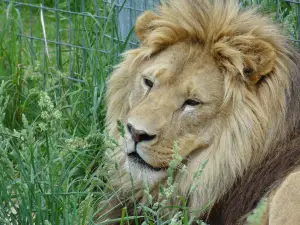 Wisconsin Big Cat Rescue