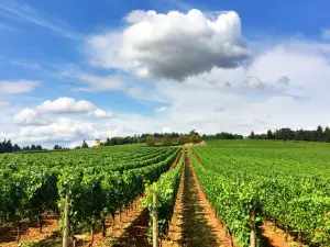 Domaine Serene Winery