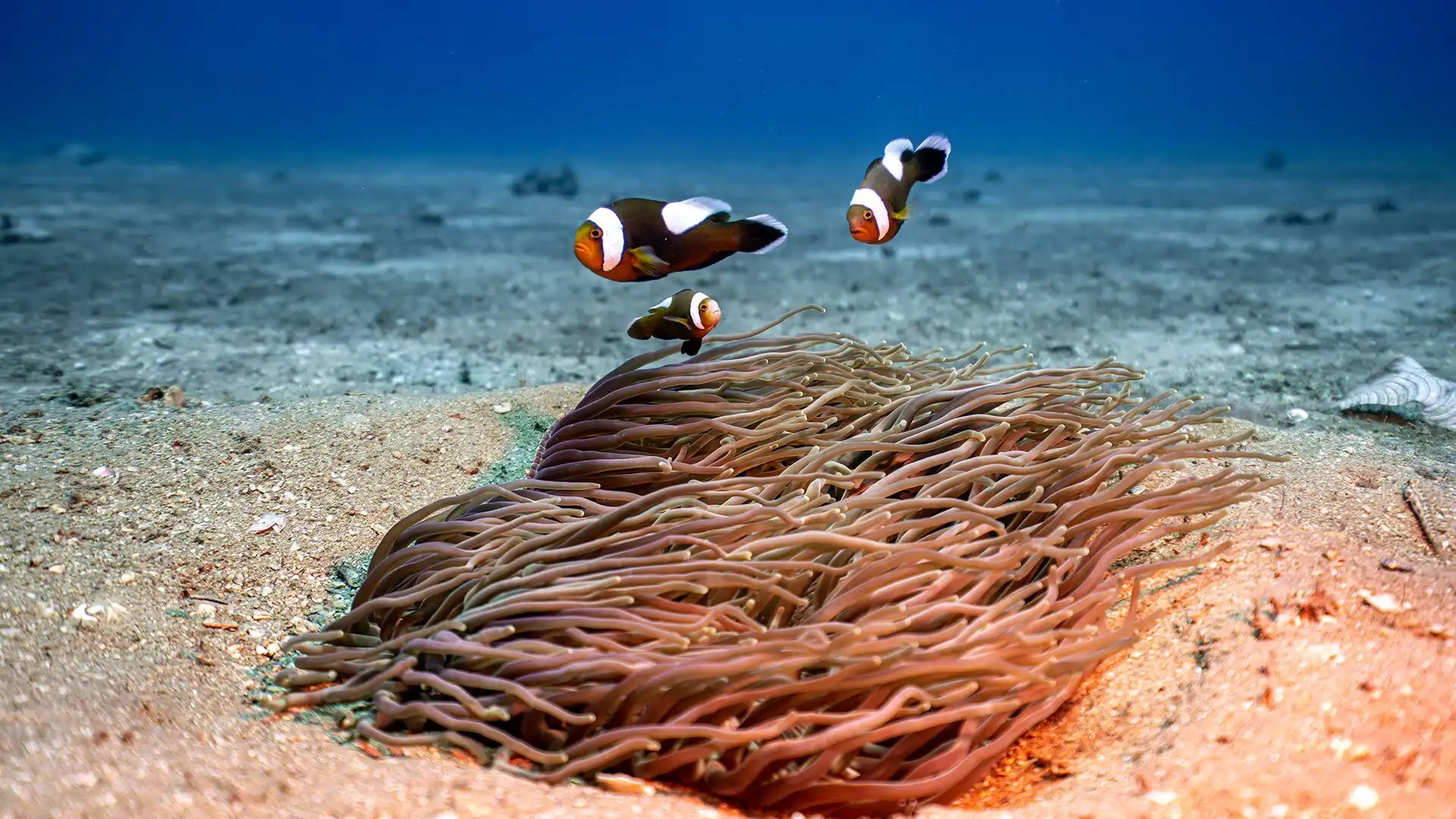 Cham Island Diving周辺のホテル
