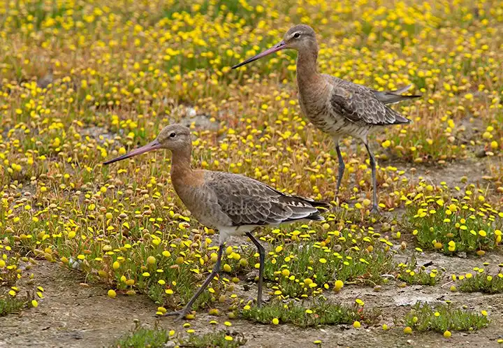 Hotels in der Nähe von RSPB Marshside