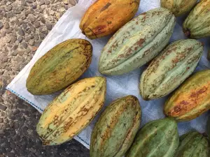 Eladio's Ecofarm & Chocolate