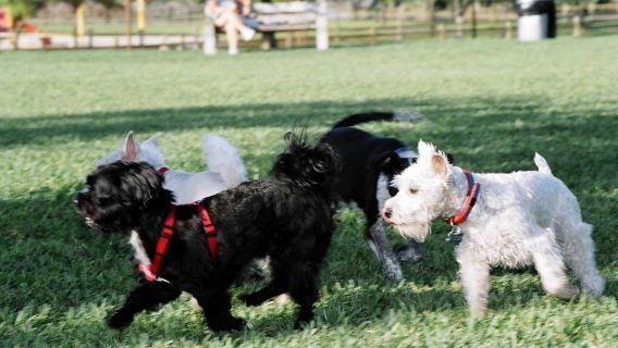 Lake Ida Dog Park