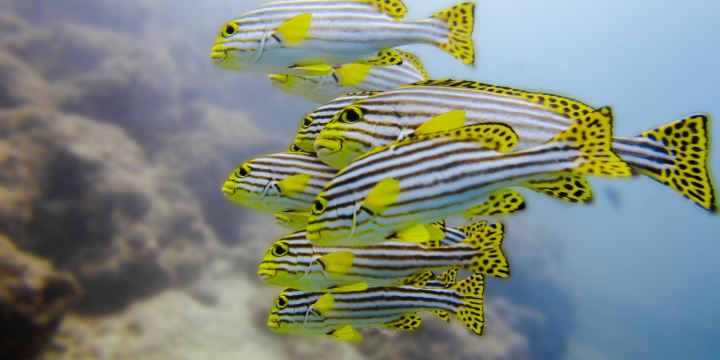 Ocean Junkies Dive Centre
