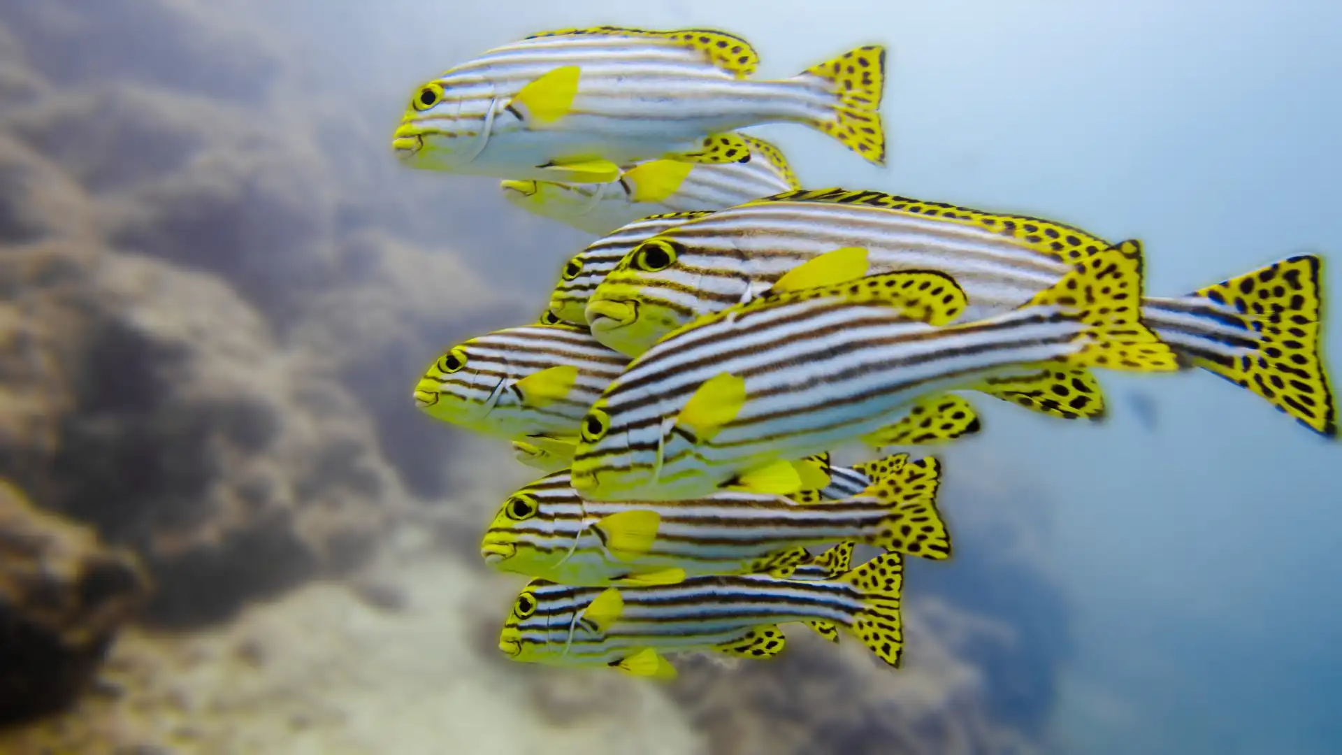 Hotels near Ocean Junkies Dive Centre