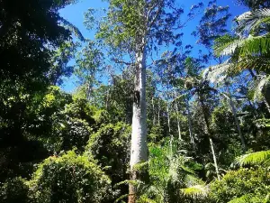Grandis picnic area