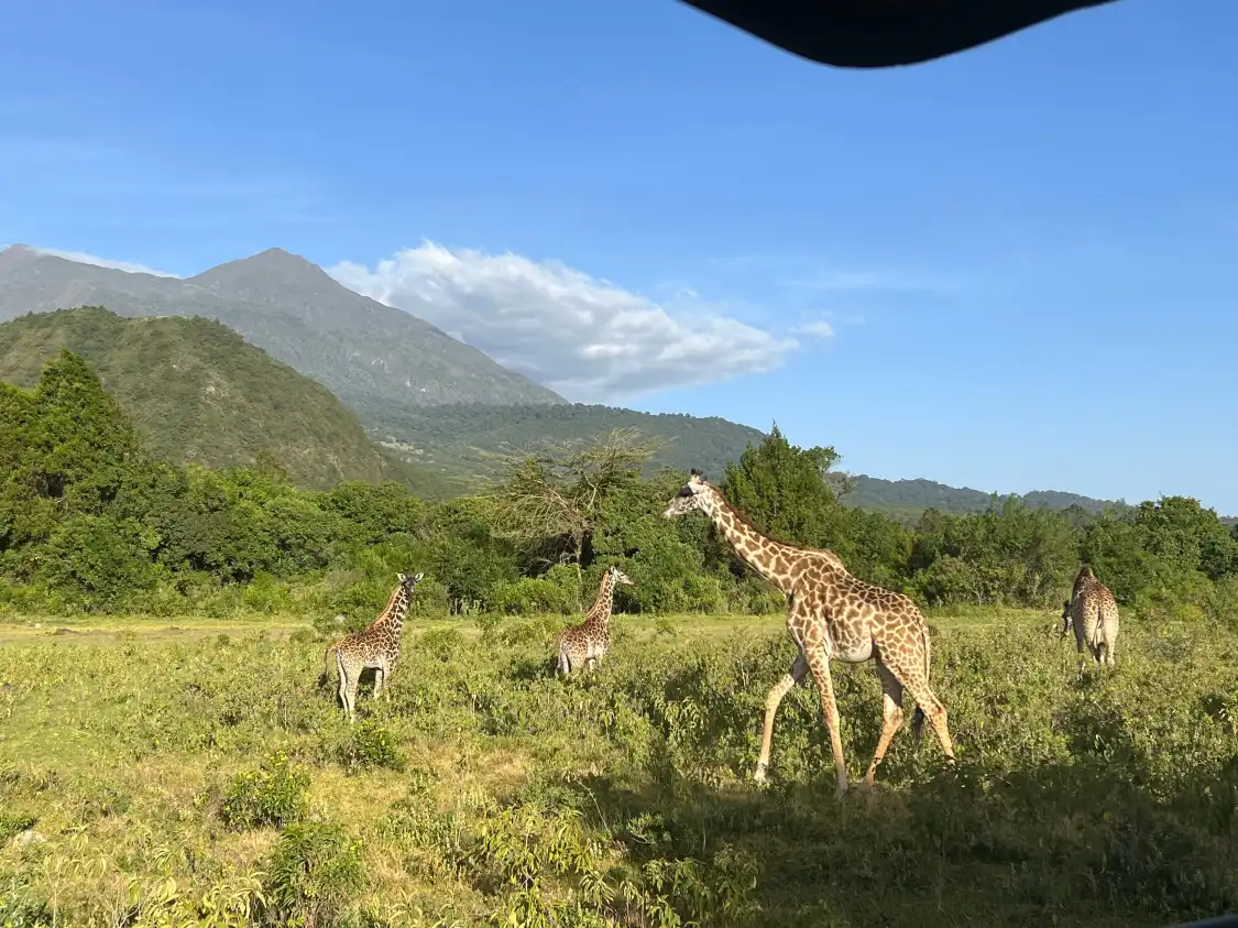 Hotels near Joining Safaris Ltd