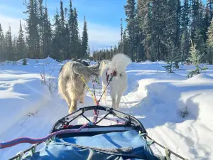 Firewalkers Alaskan Malamute