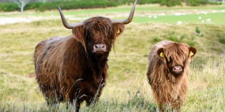 Aberdeenshire Highland Beef