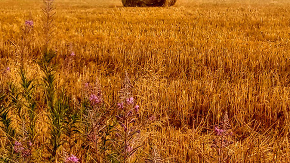 Hundeplatz der Hovawartfreunde