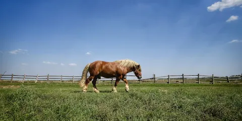 Muzeul Digital Pecica / Ferma de Bivoli