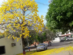 Lineal Florida I-San Martín Park