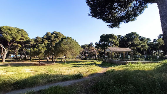 Pineta