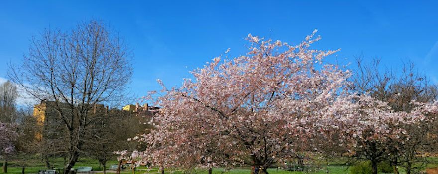 Martin Luther King Park