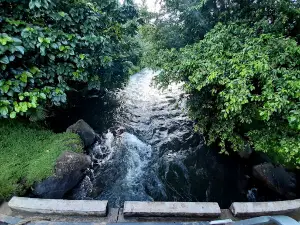 Gaua