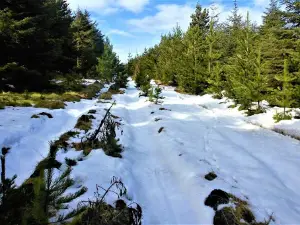 Kilbrannish Recreational Forest