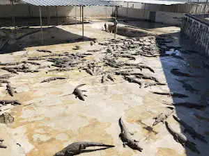 Arba Minch crocodile ranch