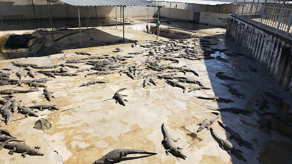 Arba Minch crocodile ranch