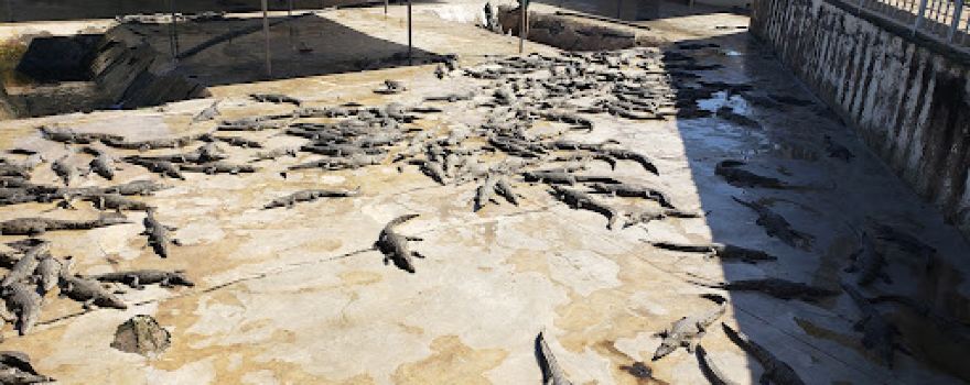 Arba Minch crocodile ranch