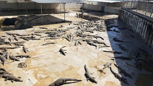 Arba Minch crocodile ranch