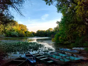 Tőserdő Holt Tisza