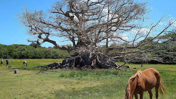 Parque de la Ceiba de Vieques Reserva Natural