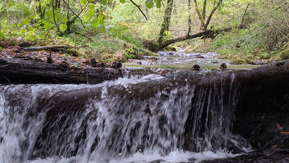 Abercorris North Wales Wildlife Trust Nature Reserve