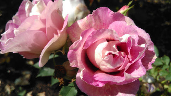 Pococks Roses