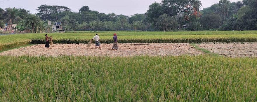 Tarafderpara field