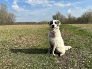 Crow Hassan Dog Park