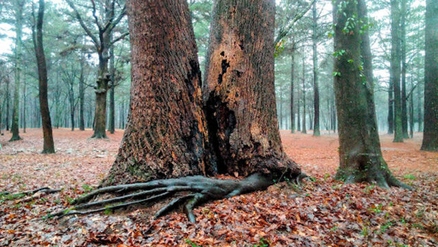 Louise Suggs Memorial Park