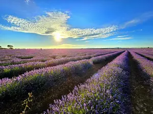 Campos de Lavanda