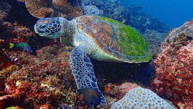 Blue Tortuga Adventures