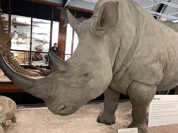 Natural History Museum at Tring