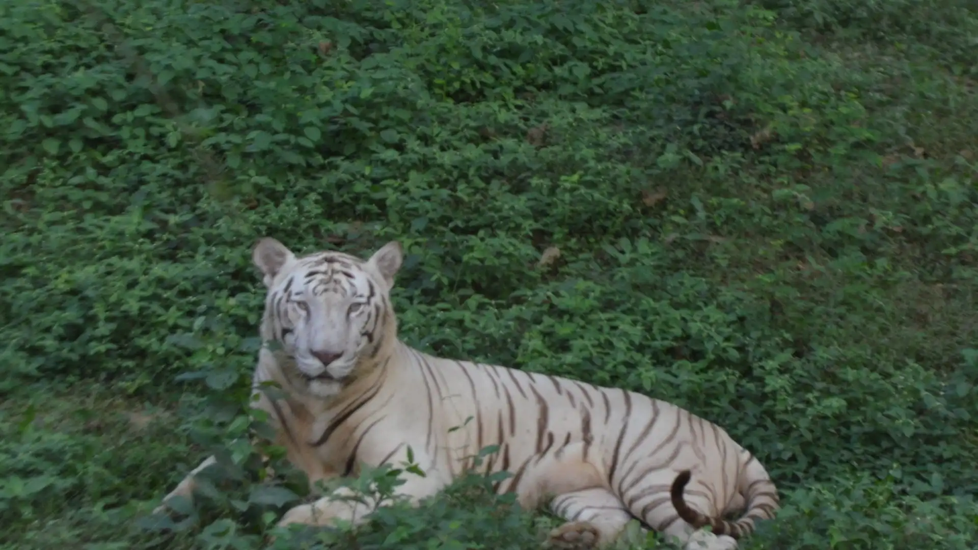 Hotels near Tata Steel Zoological Park