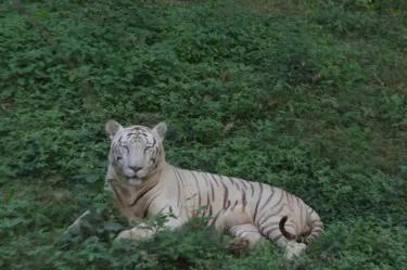 Tata Steel Zoological Park
