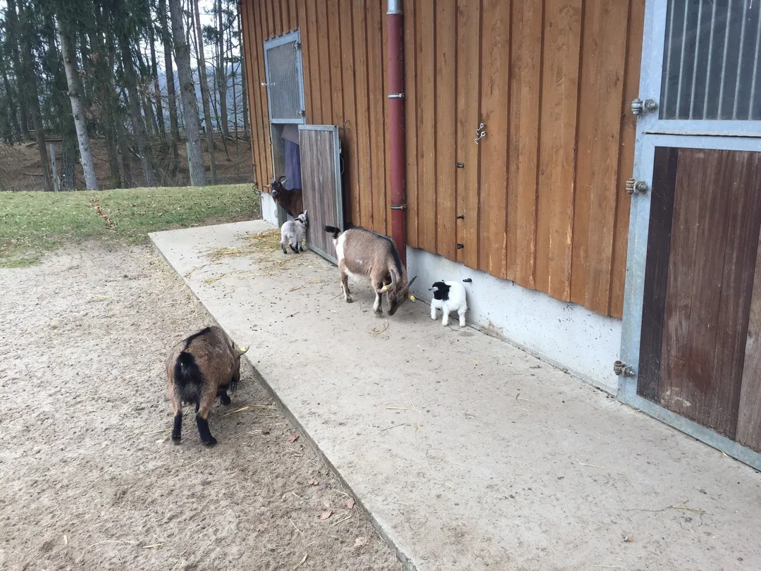 5_Вильдпарк Шварцах