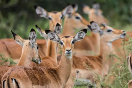 Akagera National Park Rwanda